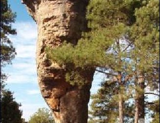 Conferencia «El Mensaje de las Rocas»